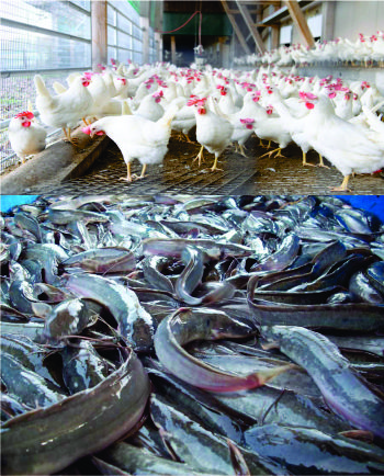  Fish Farming & Poultry Feed 